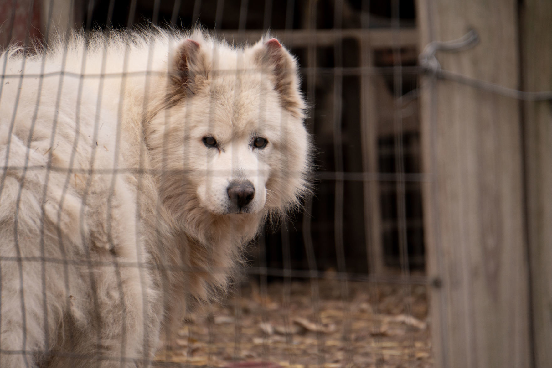 FIR_PuppyMill_WorthCo_IA_Nov1218_0386.JPG